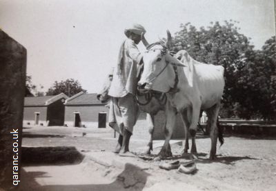 drawing water wells agra 1941