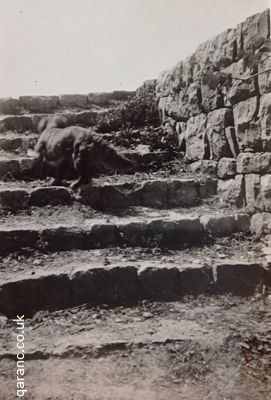 judy dog climbing steps petra lebanon